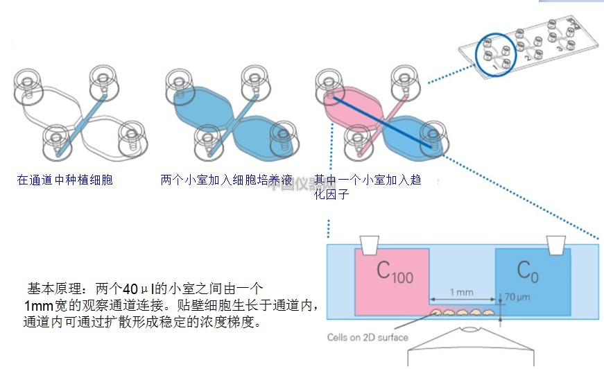 易必迪ibidi细胞趋化性试验 u-Slide Chemotaxis 2D 图2.png