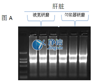 液氮研磨和匀浆器研磨效果