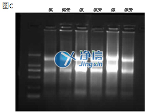 组织匀浆器研磨效果